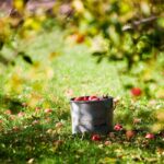 biometic fsoluzione di ottimizzazione di frutta e alimenti f-trace orchard 01